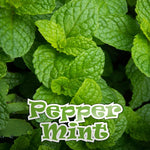 PEPPERMINT